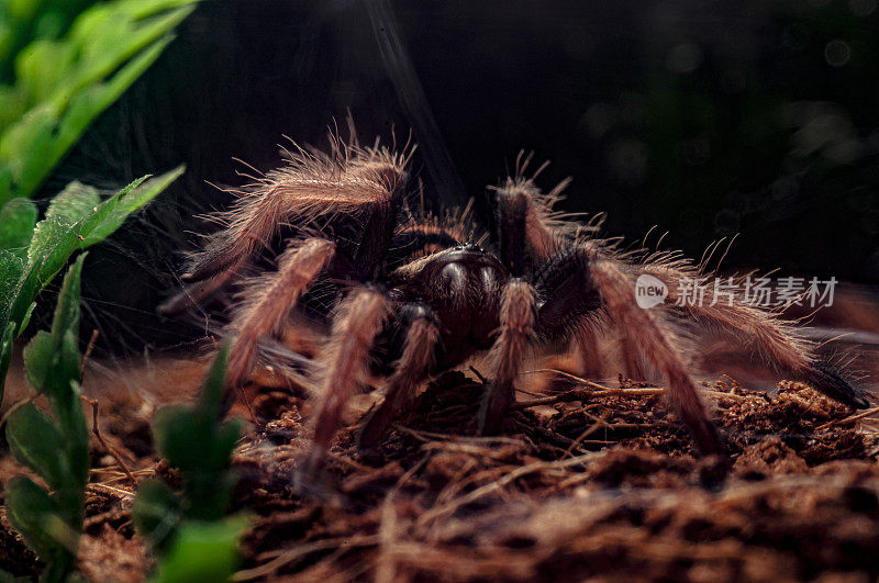 在一个容器里的cycyopelma cyaneopubescens细节